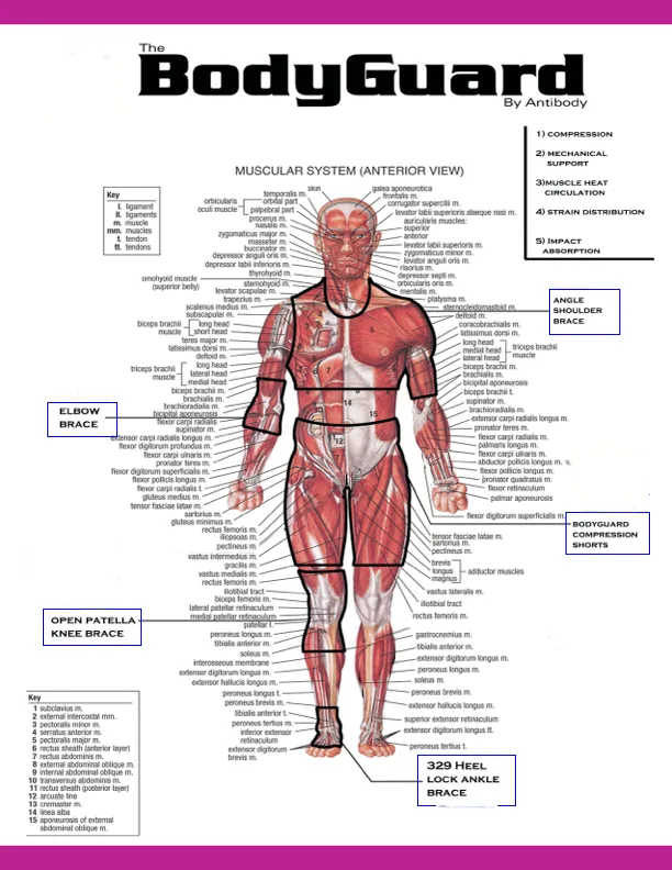 Anatomical chart of the muscular system showing where each BodyGuard garment applies compression, mechanical support, muscle heat circulation, strain distribution and impact absorption